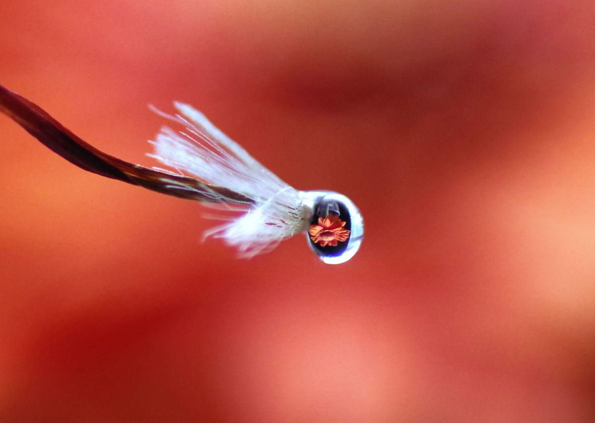 ガ ベラとガーベラの綿毛 3 植物 花 花びら Ganref