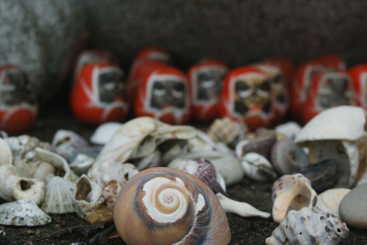 貝殻の秘密 動物 その他の海の生物 Ganref