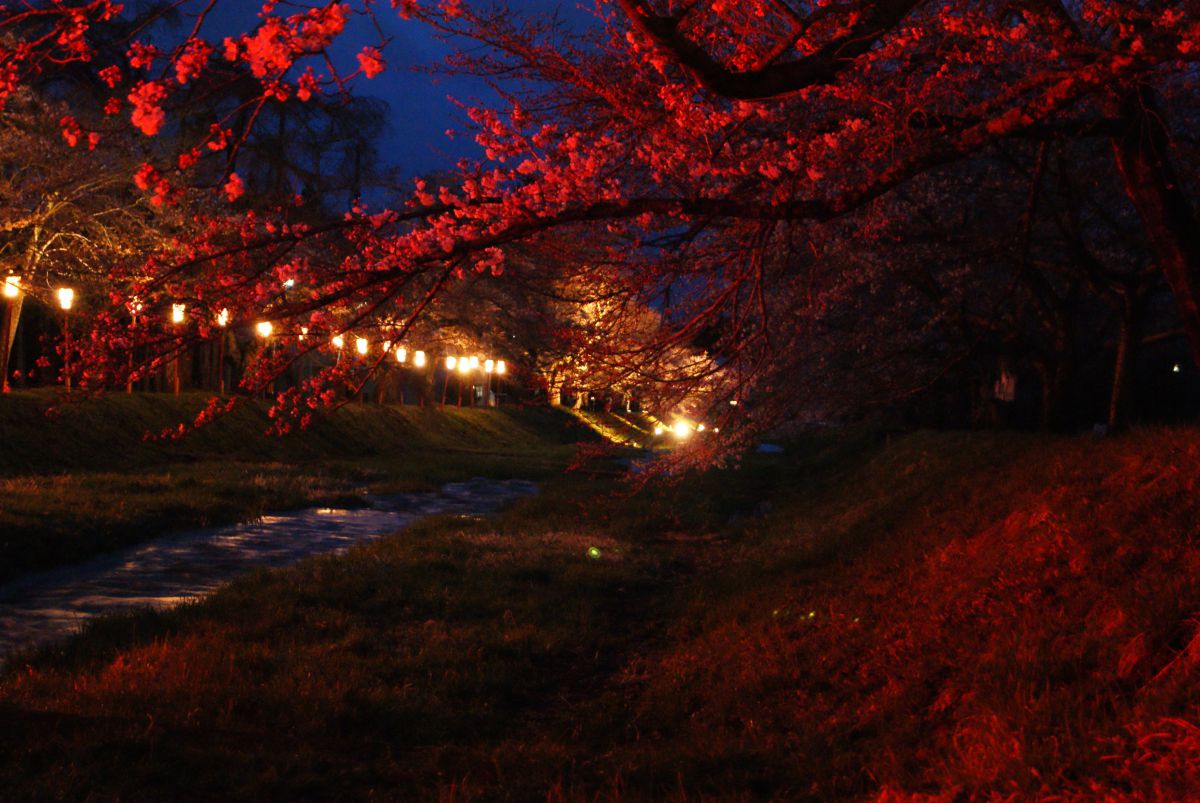 観音寺川の赤い桜 自然 風景 河川 Ganref