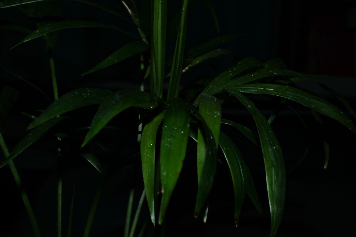 Black Back II | GANREF