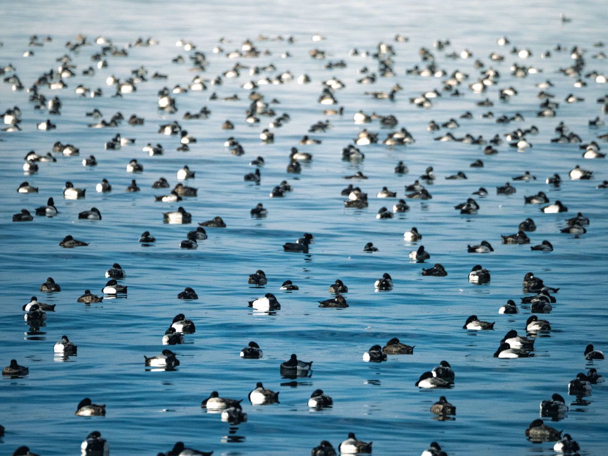 MDAwMDA2NzY1NQ_MC42NTY4ODYwMCA