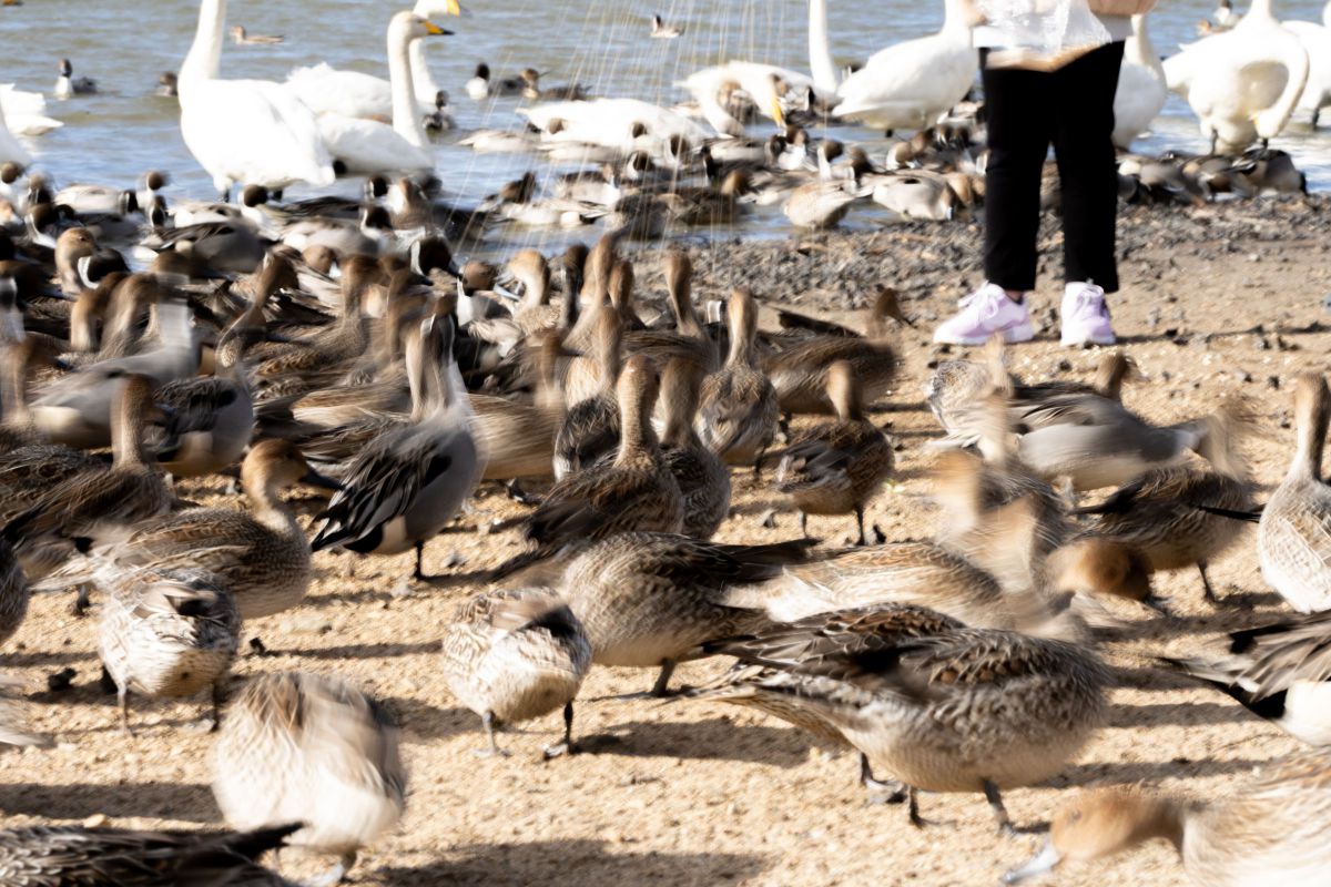 餌に群がる鳥たち | GANREF