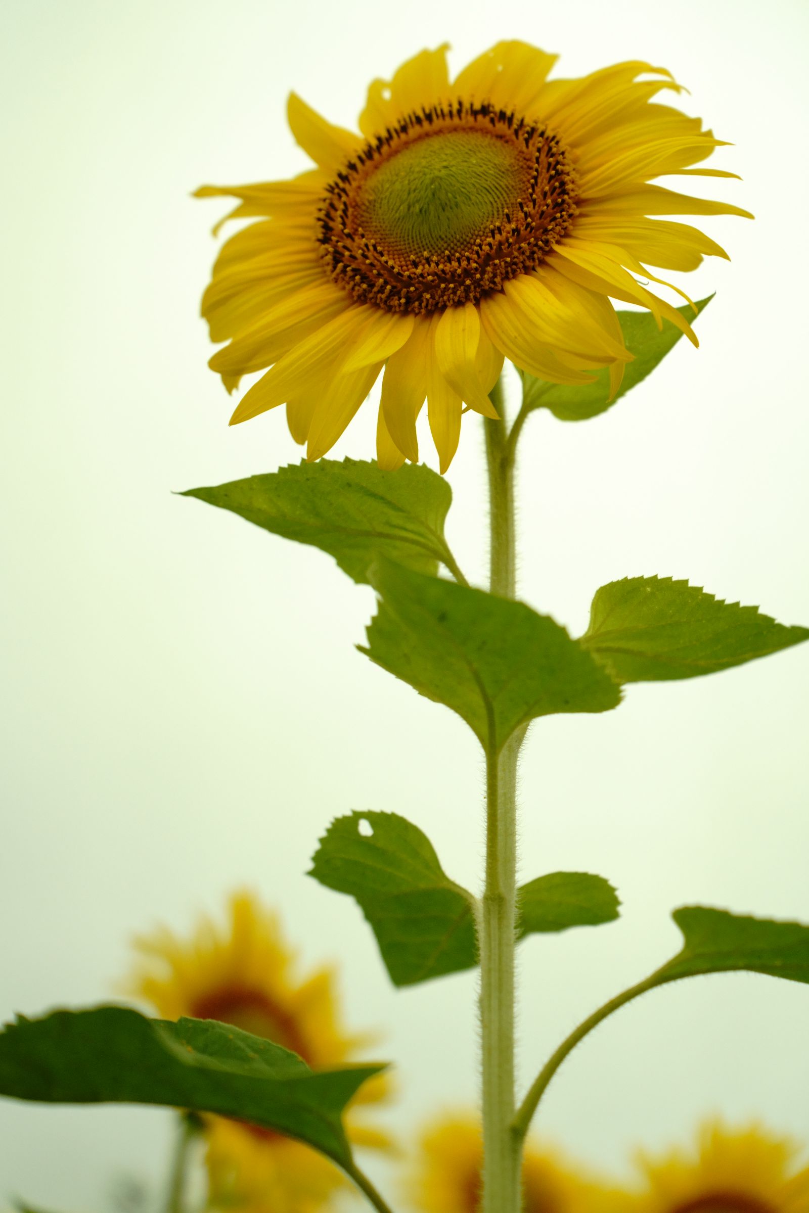 ヒマワリ | GANREF