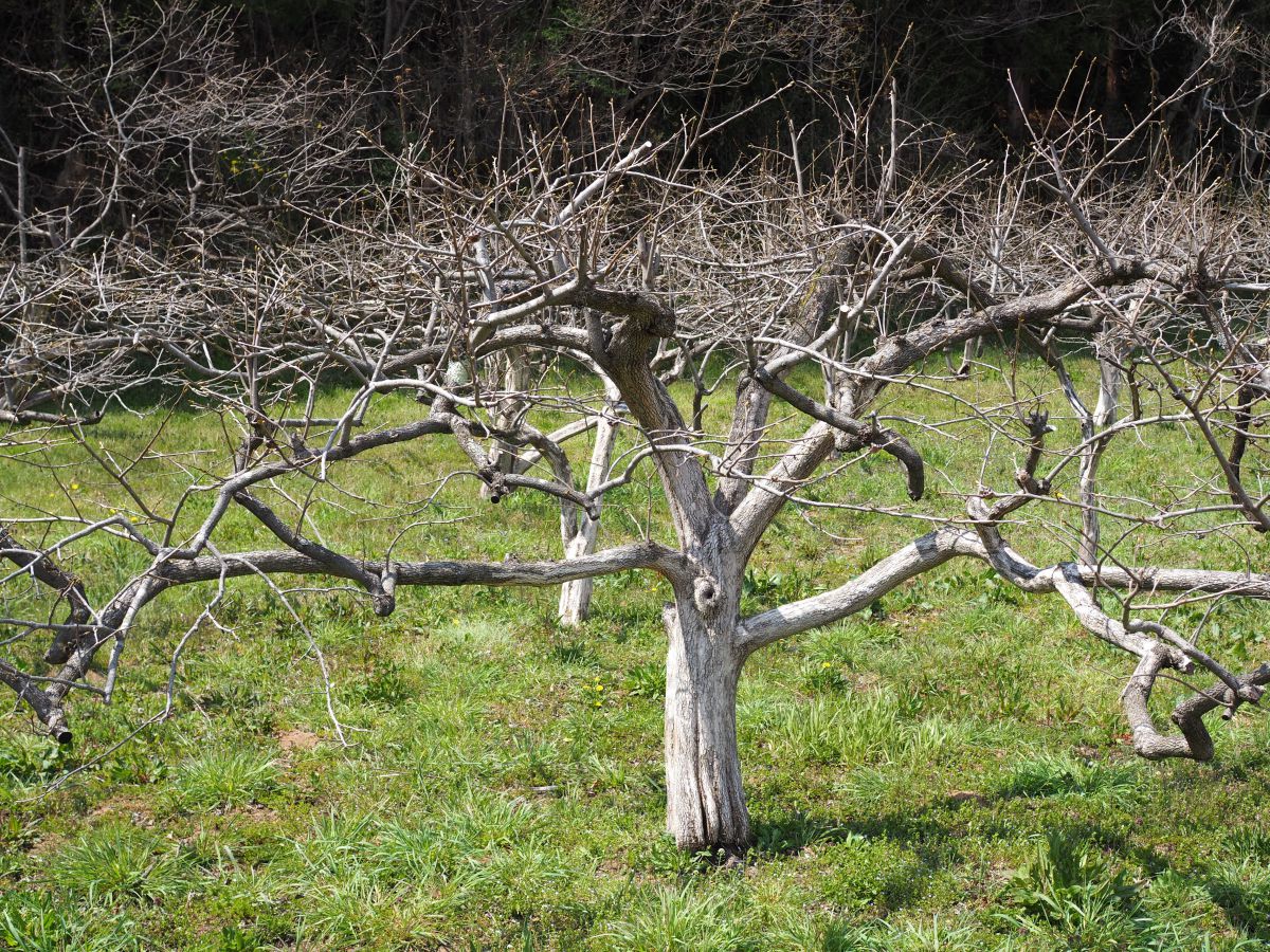 モンスターが現れた 植物 樹木 Ganref