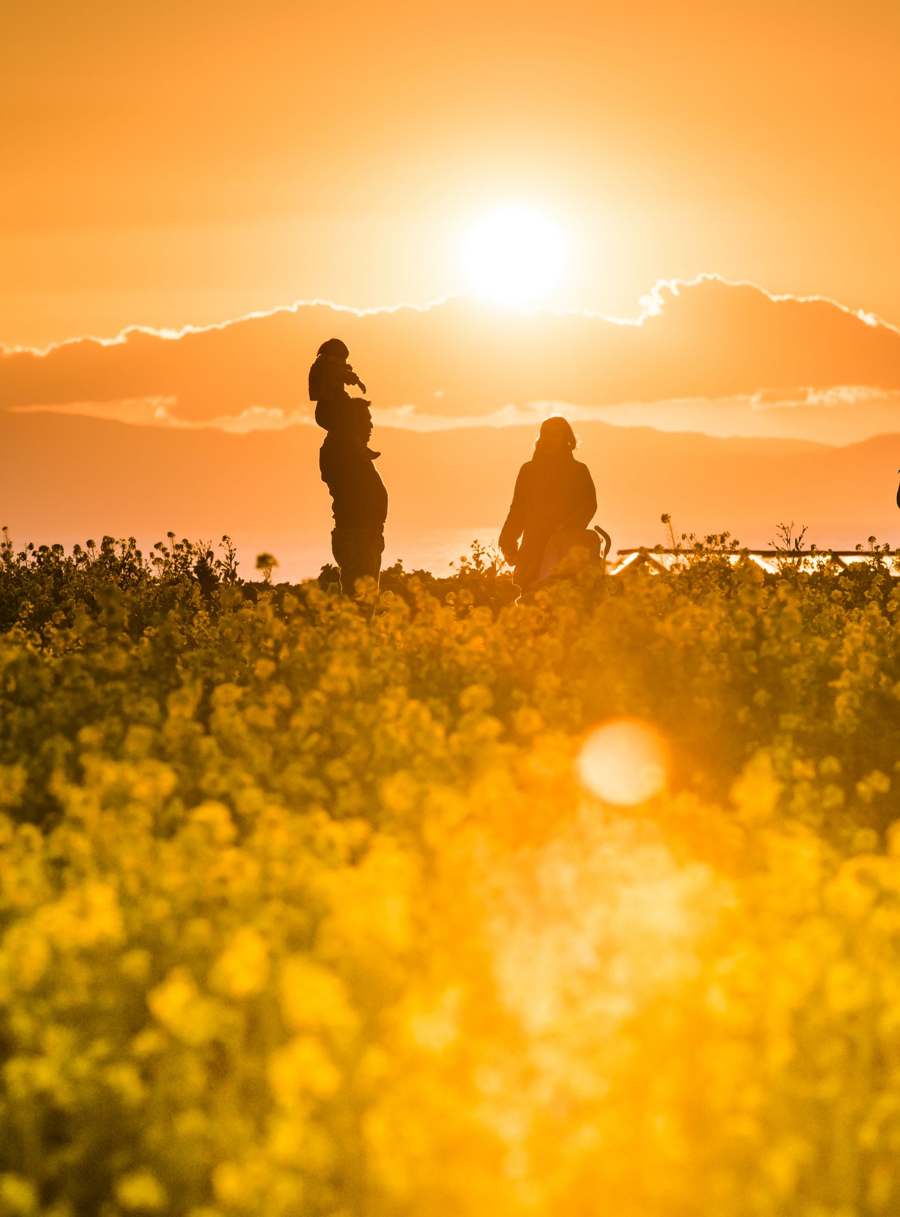 家族の風景 | GANREF