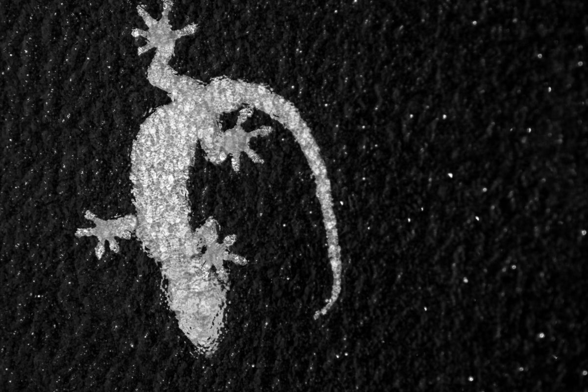 かべちょろ 動物 爬虫類 両生類 Ganref