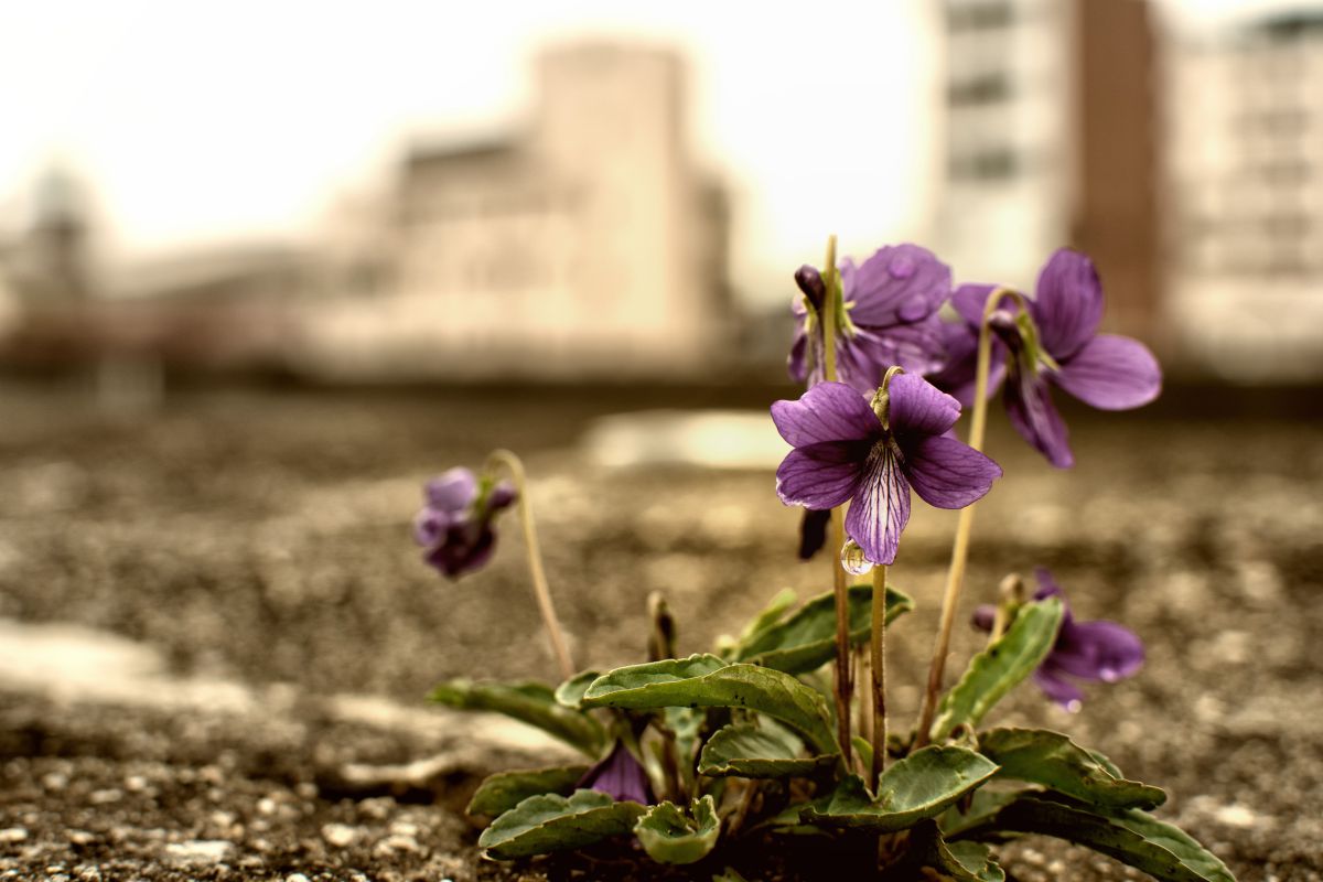 コンクリートに咲く花 植物 花 花びら Ganref