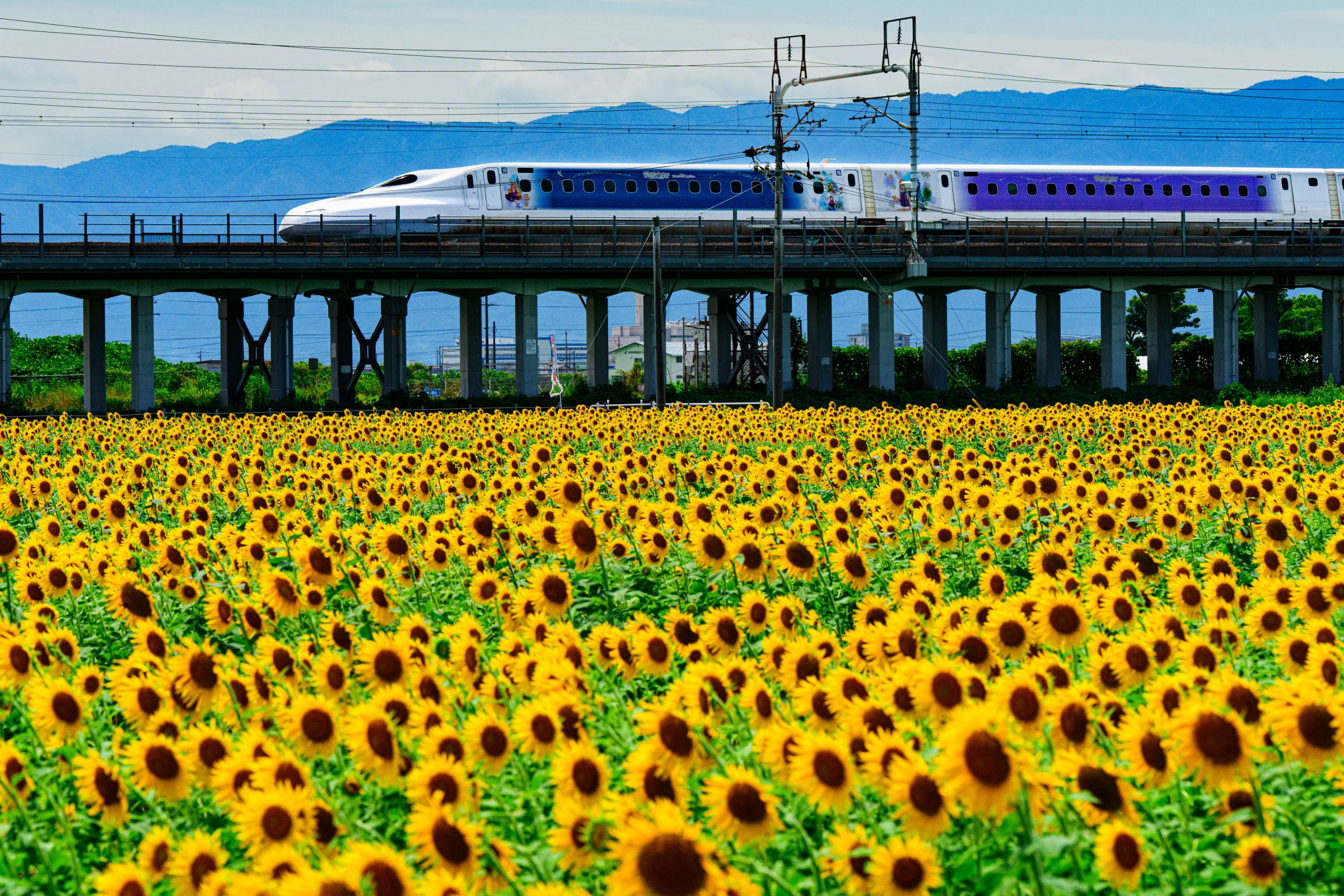 Wonderful Dreams Shinkansen －大垣ひまわり畑－ | GANREF