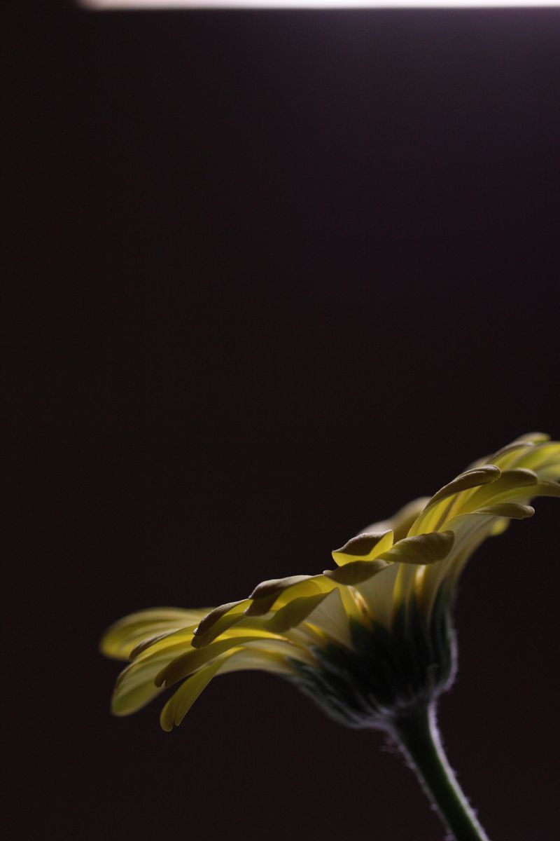 夜 ガーベラ 植物 花 花びら Ganref