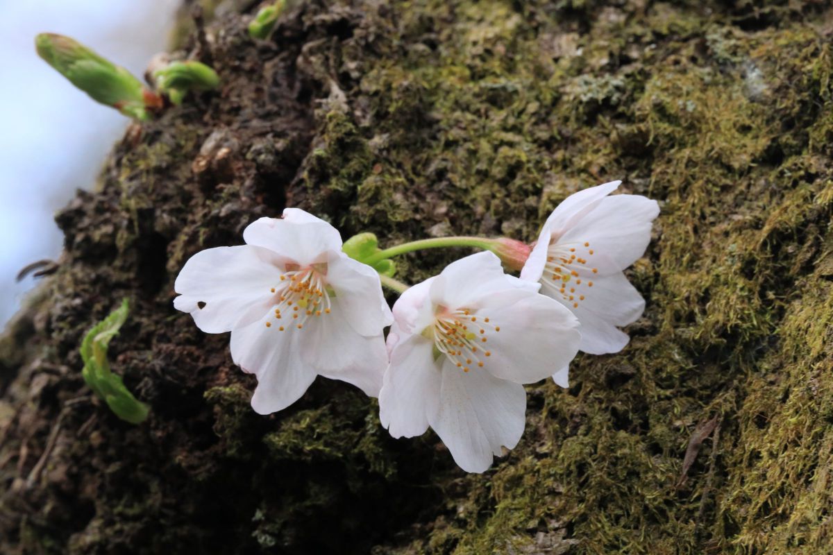 孫生え（ひこばえ）・神奈川県松田町 GANREF