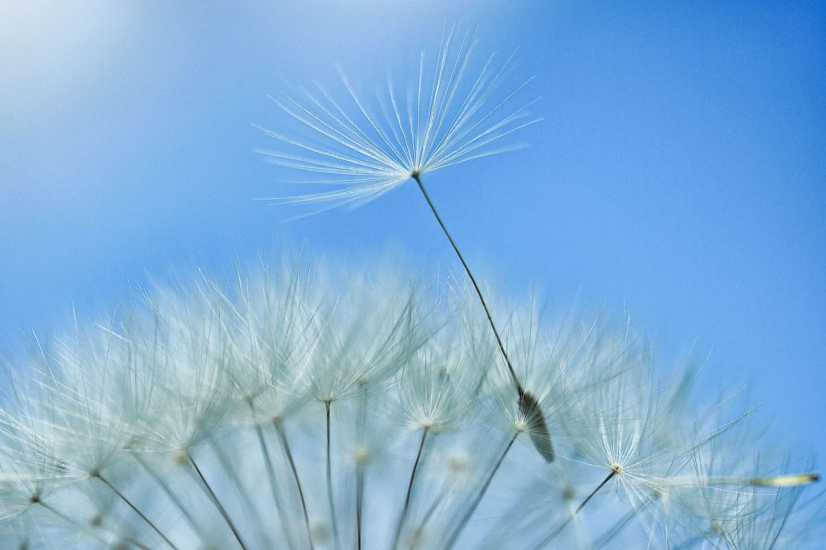 ZUIKO DIGITAL 35mm F3.5 Macroで撮影された写真 | 写真検索 | GANREF