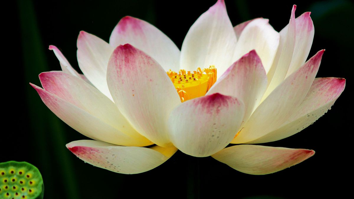 ショット数2002回✨Olympus E-510 発表会 野外撮影に❣️ E-510で撮影された写真 | 写真検索 | GANREF