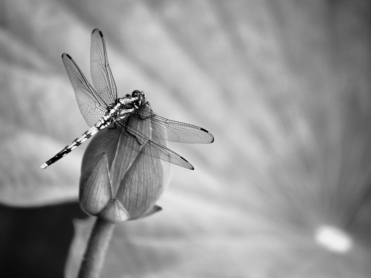 E-510で撮影された写真 | 写真検索 | GANREF