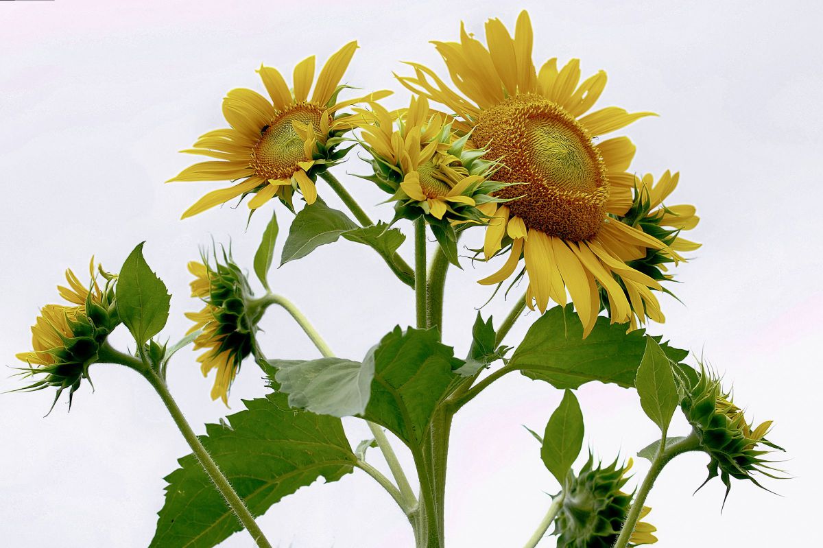 E-510で撮影された写真 | 写真検索 | GANREF