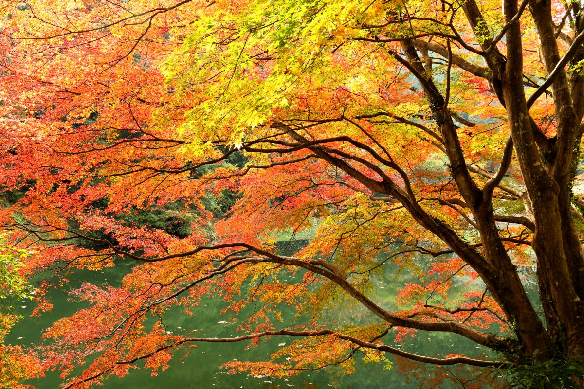 椛 もみじ 植物 紅葉 Ganref