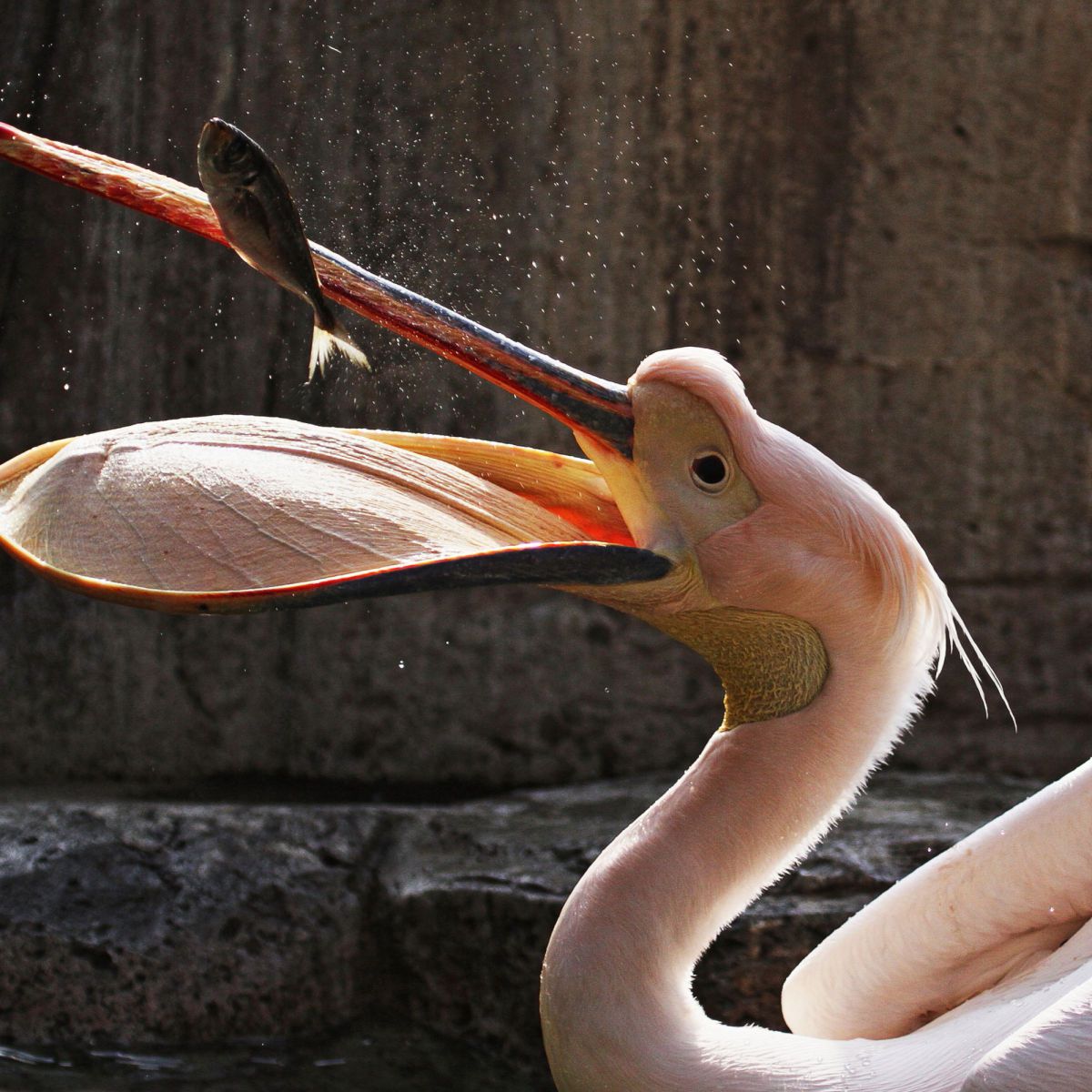 必死 動物 鳥類 Ganref