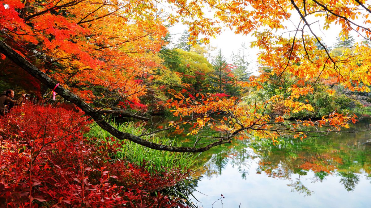 続・秋の雲場池 | GANREF