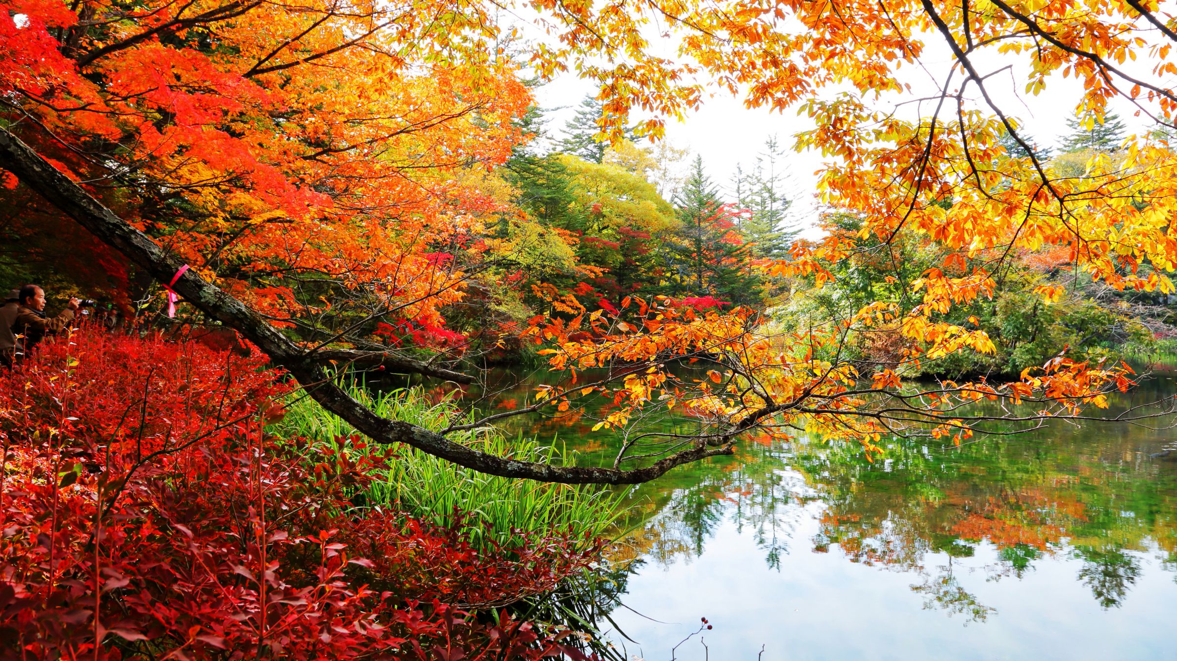 続・秋の雲場池 | GANREF