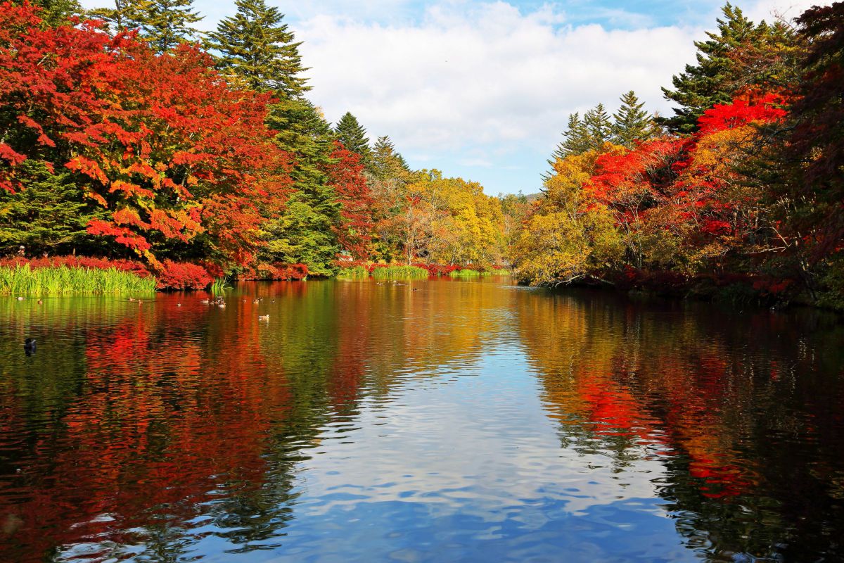 秋の雲場池 | GANREF