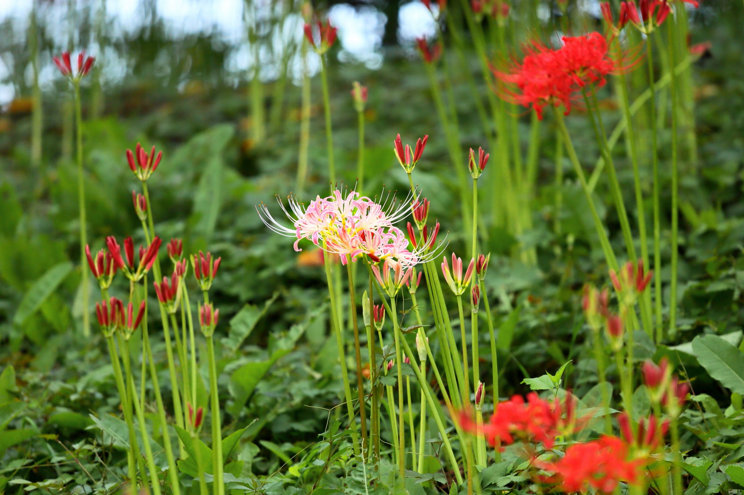 変異種　サインド セリコパラサイト隕石（産地・ケニア オーバル ペンダントトップ