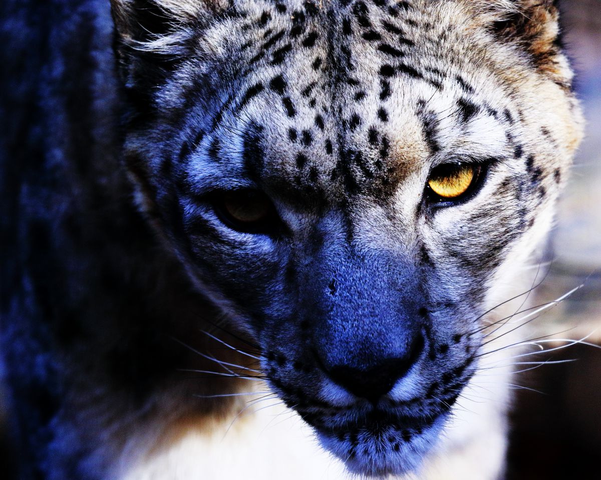黄金の眼 動物 その他の陸の生物 Ganref