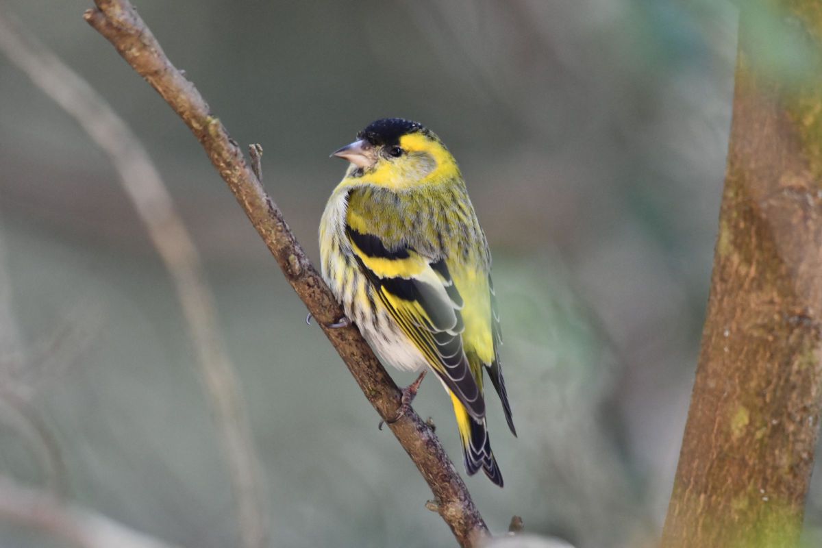 黄色の冬鳥 動物 鳥類 Ganref