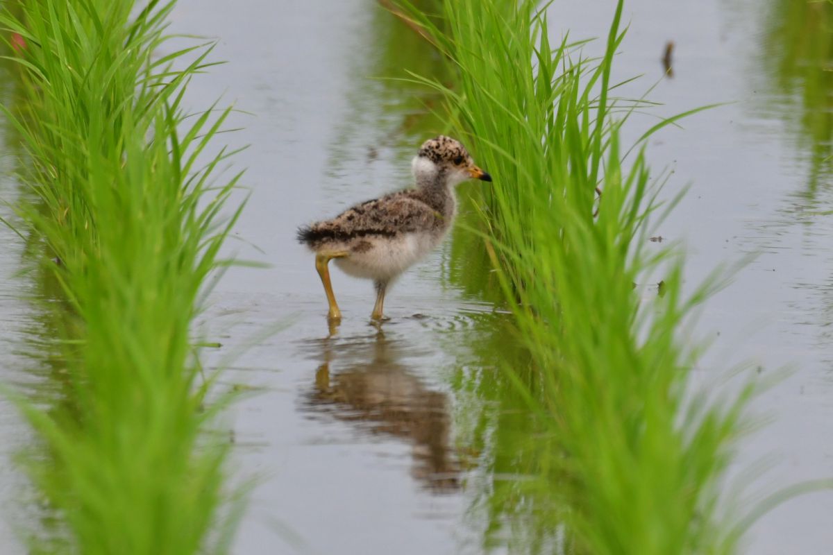 ケリ雛 動物 鳥類 Ganref