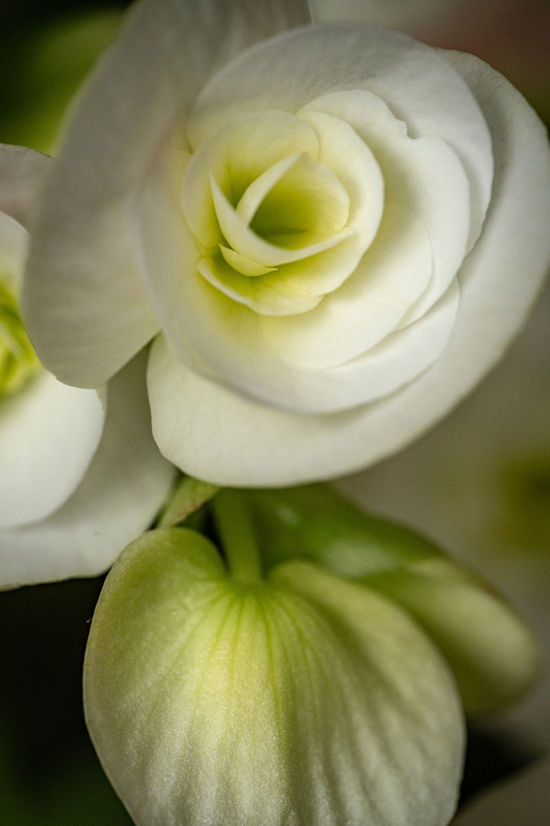 白い花のグラデーション 植物 花 花びら Ganref