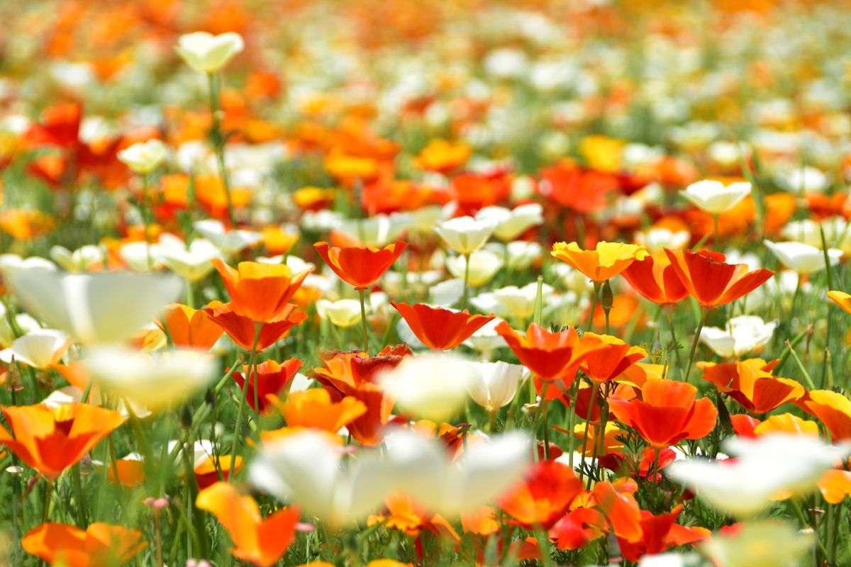 ポピー畑でウトウトと 植物 花 花びら Ganref