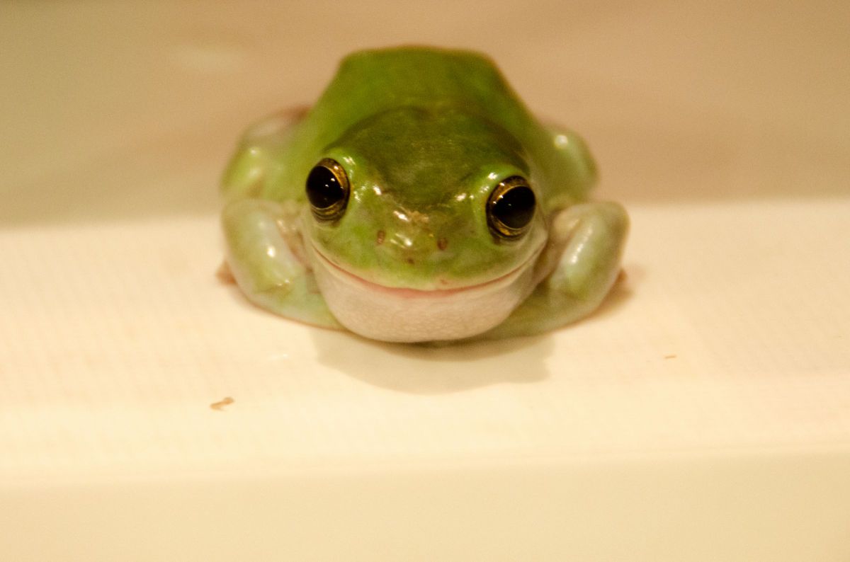 イエアマガエル Jpg 動物 爬虫類 両生類 Ganref