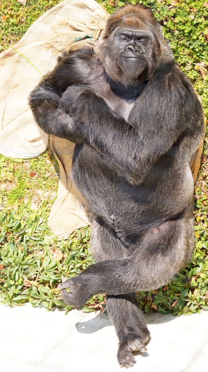 お昼寝 動物 その他の陸の生物 Ganref