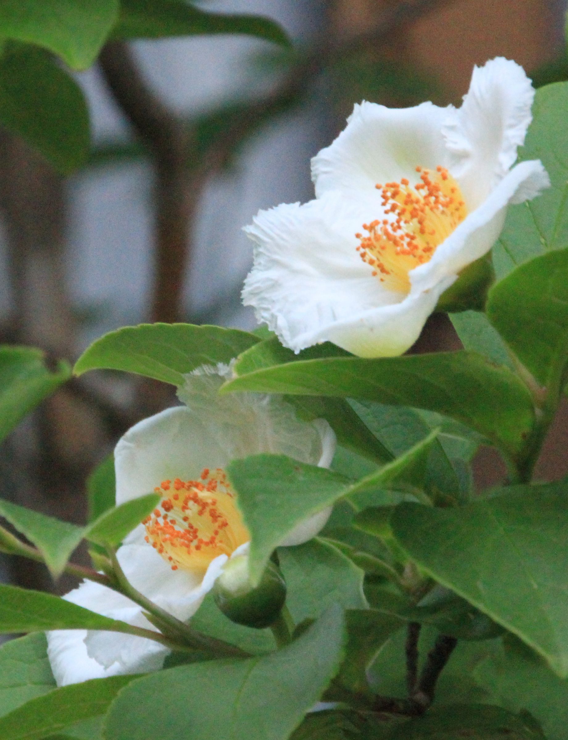 沙羅双樹 第12話-1 沙羅双樹に関するエピソード - 秋田古財ランド｜国産材・秋田