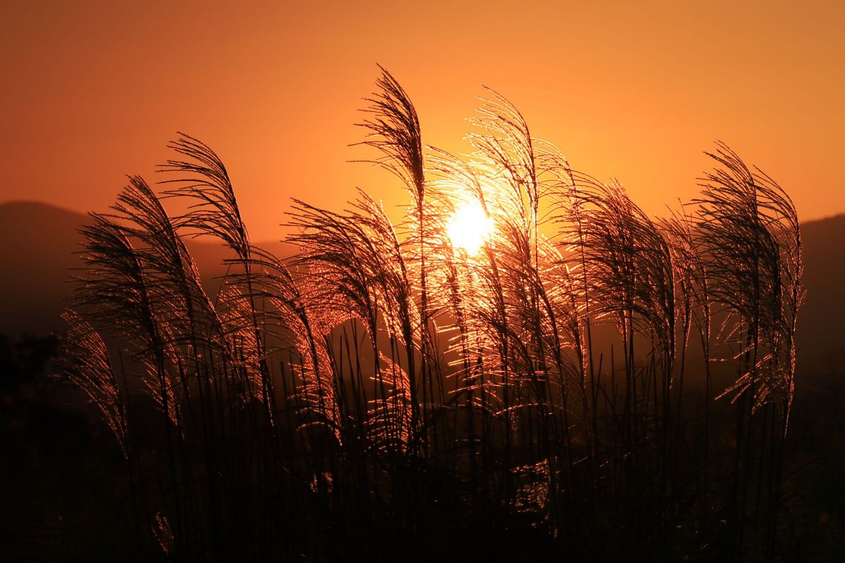 夕陽に映えて GANREF