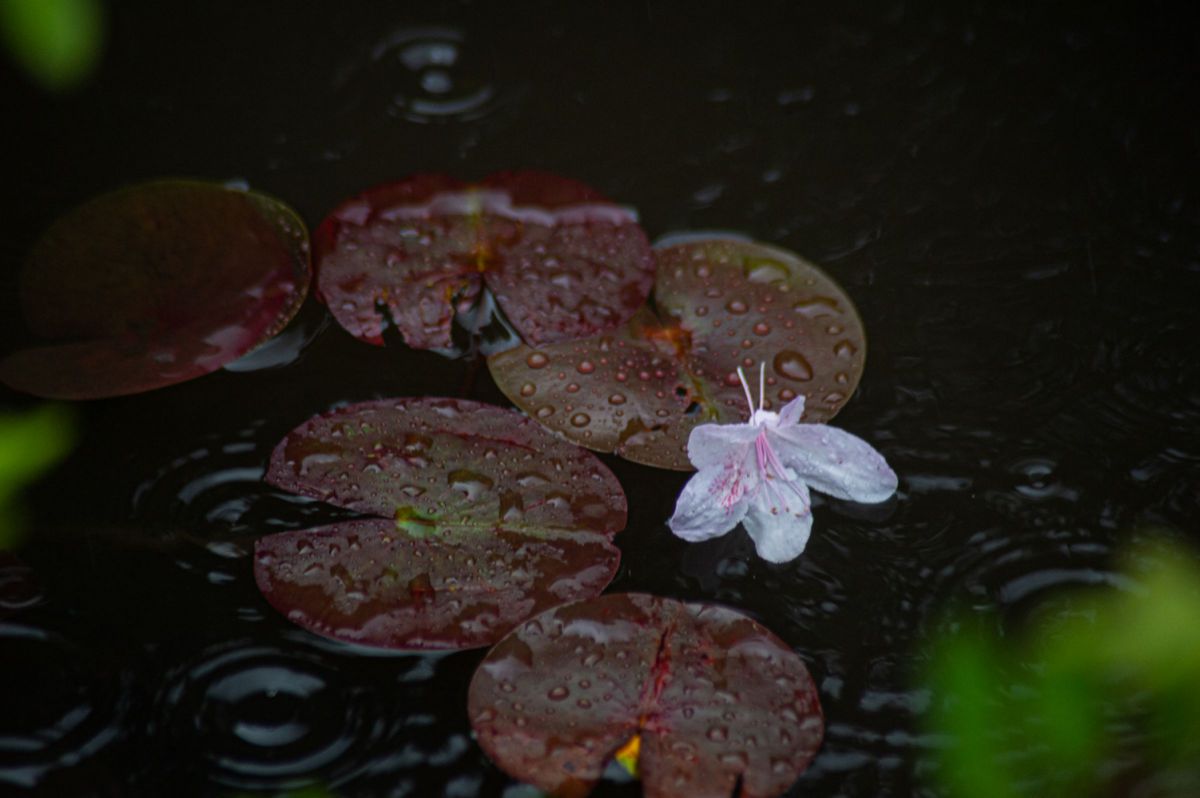 AF Zoom-Nikkor 70-300mm f/4-5.6Gで撮影された写真 | 写真検索 | GANREF