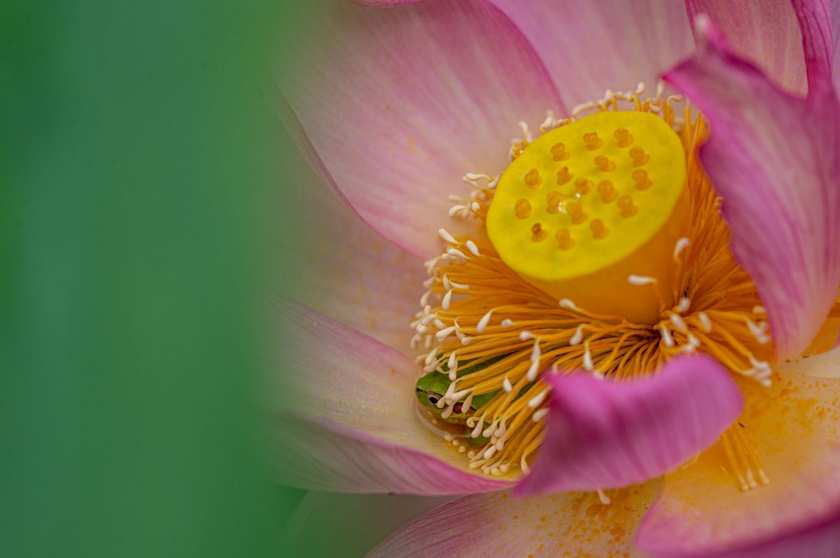 Ai AF Micro-Nikkor 60mm f/2.8Dで撮影された写真 | 写真検索