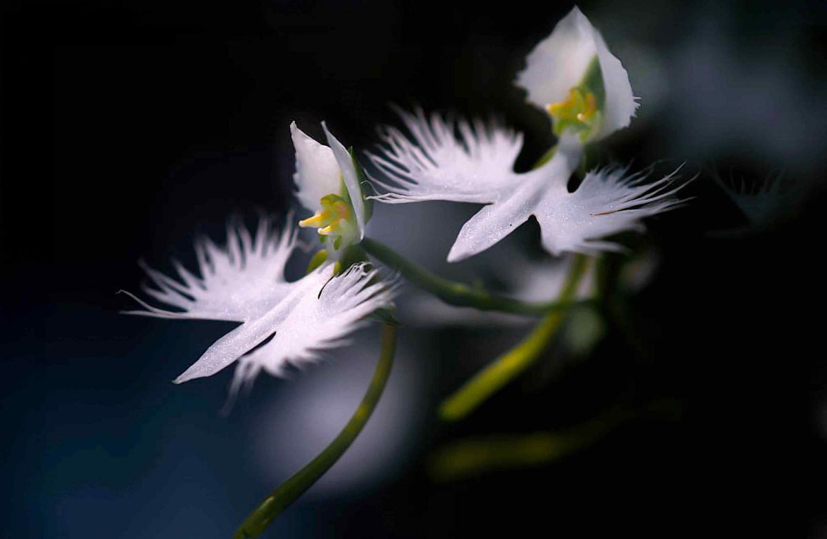 Ai AF Micro-Nikkor 60mm f/2.8Dで撮影された写真 | 写真検索