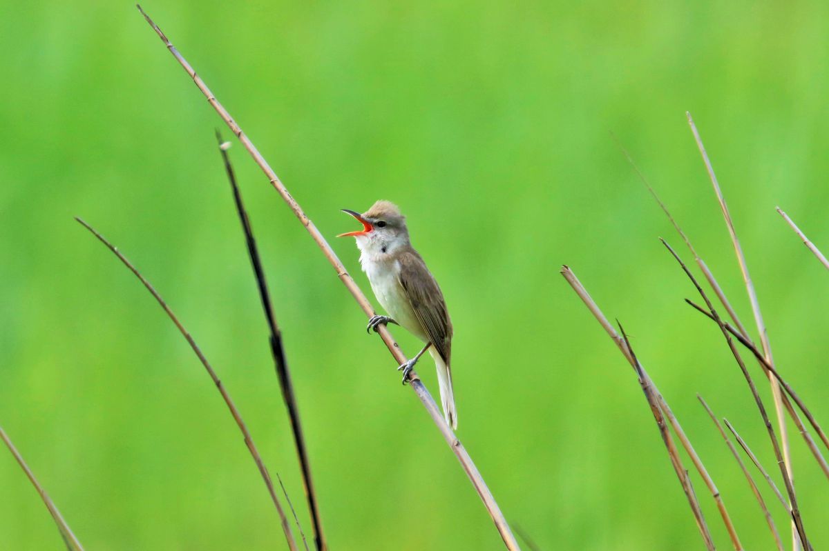 ヨシキリ 動物 鳥類 Ganref
