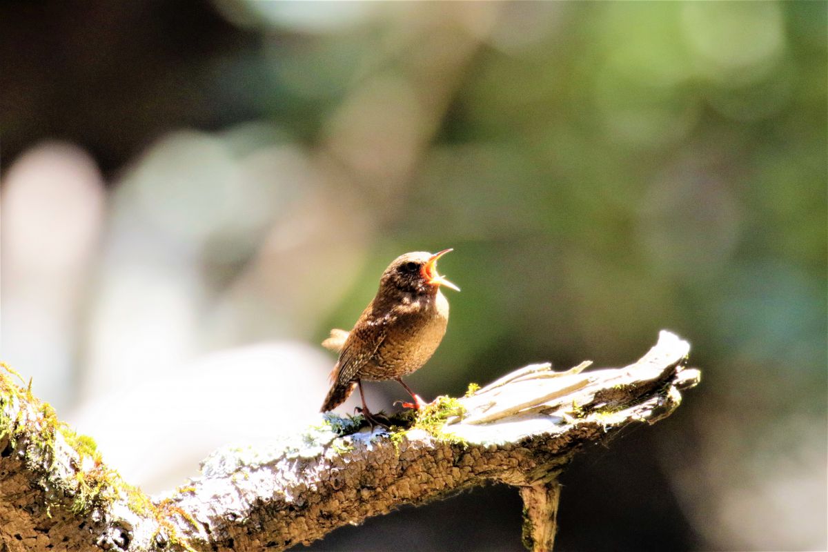 野鳥観察奥日光 ミソサザイ 鳴き声に 動物 鳥類 Ganref