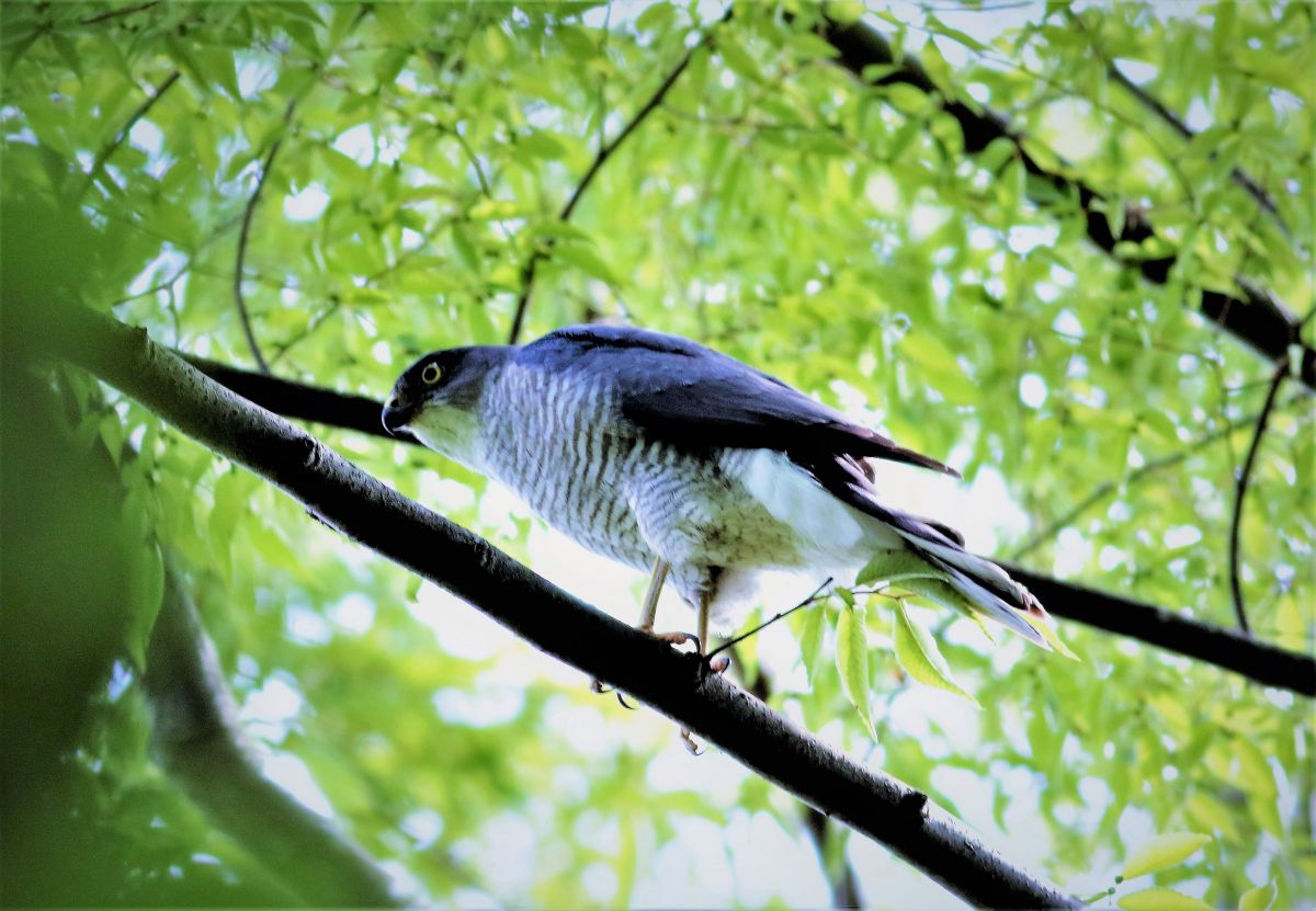 野鳥観察 ツミ 子育ての季節 動物 鳥類 Ganref