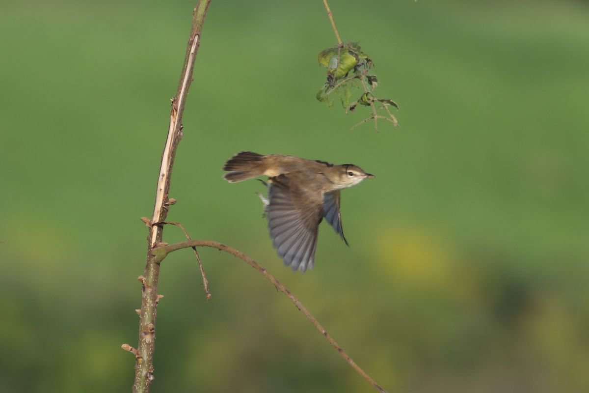 ヨシキリ 動物 鳥類 Ganref