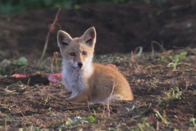 キツネ（プロフ必読) MDAwMDA1MDgxMQ_MC4xNjc1MzcwMCA