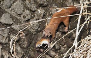 c31c9cb463823a210b21279abf60a9