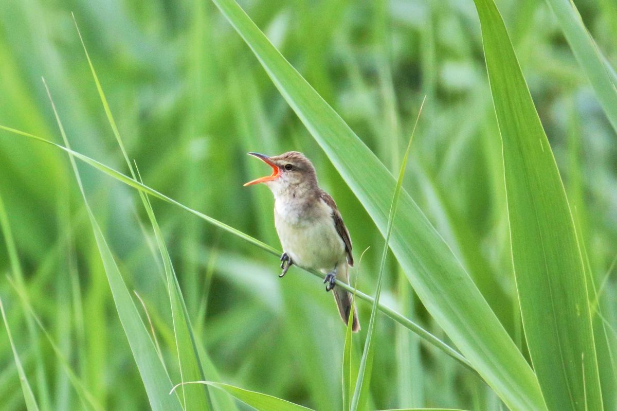 野鳥観察 ヨシキリ 動物 鳥類 Ganref