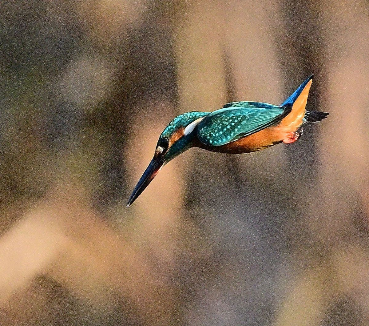 ｶﾜｾﾐ2568さんのポートフォリオ | GANREF