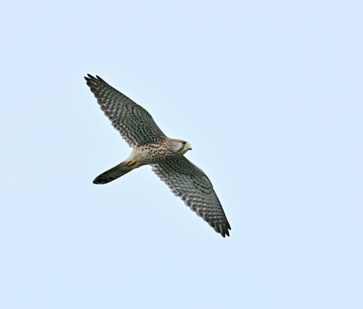 チョウゲンボウ GANREF