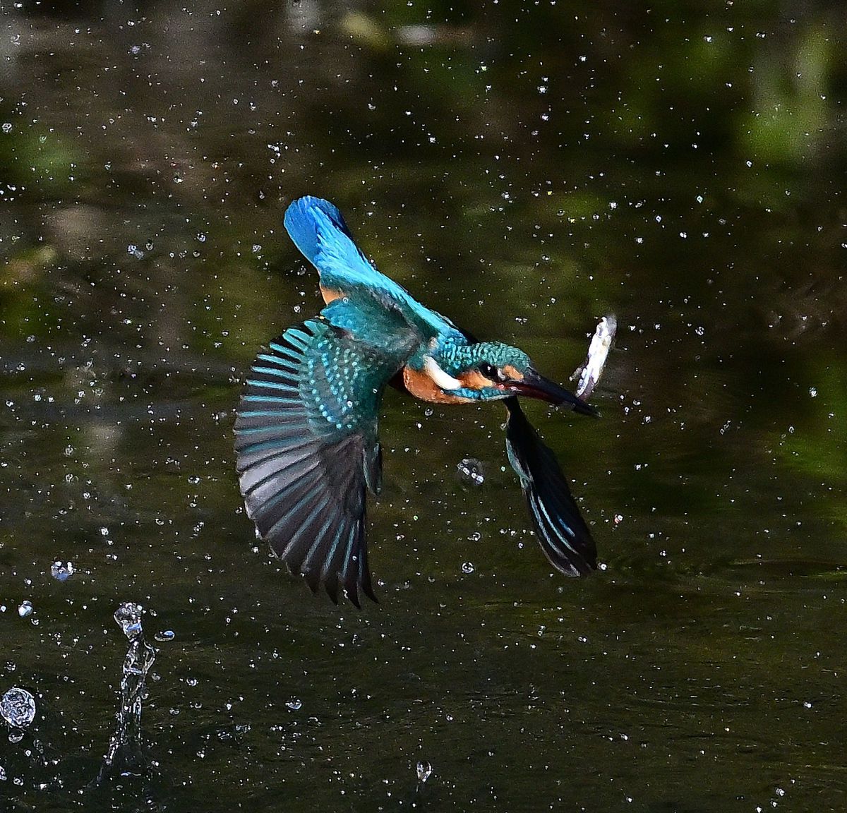 ｶﾜｾﾐ2568さんのポートフォリオ | GANREF