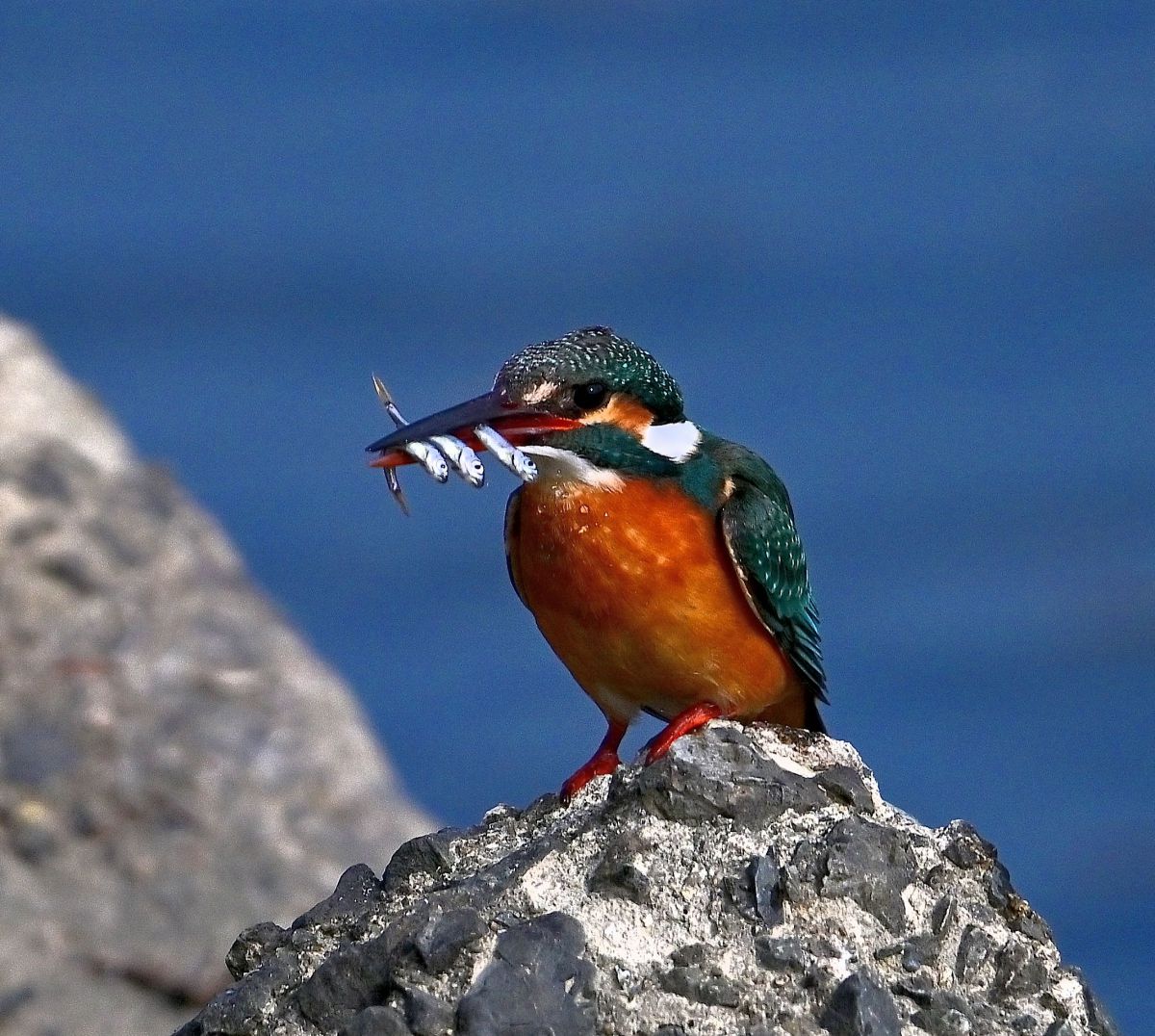 ｶﾜｾﾐ2568さんのポートフォリオ | GANREF