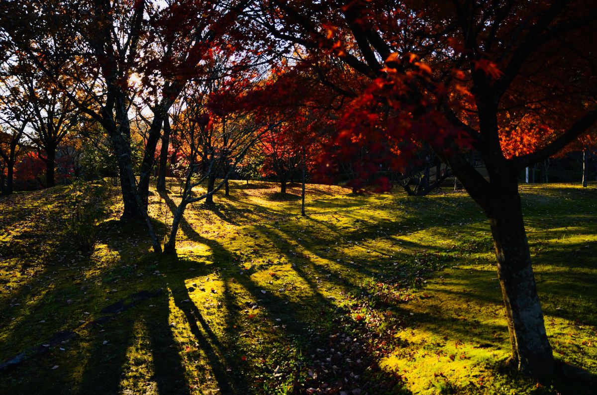 豊田市民芸館 紅葉 自然・風景 > その他 GANREF