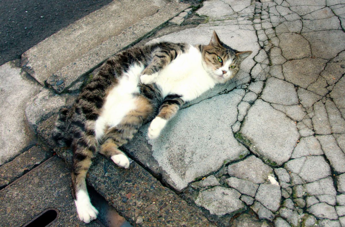 ゴロンゴロンしてましたが GANREF