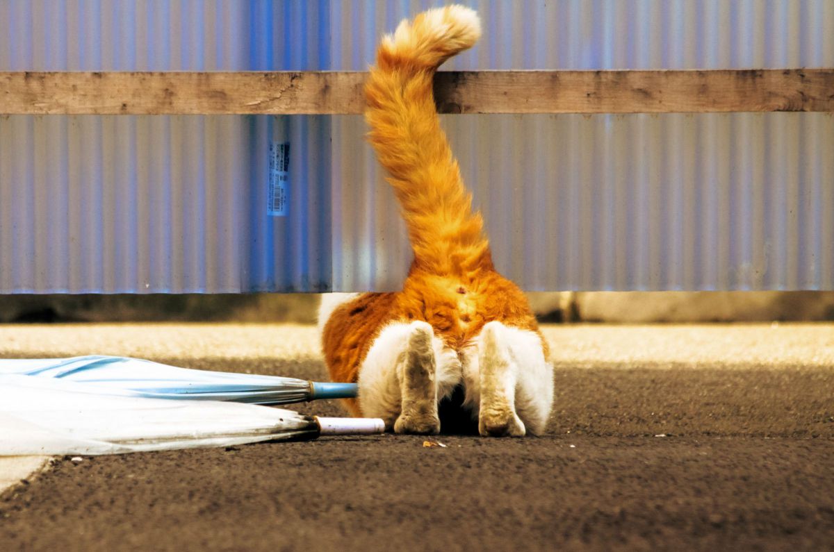 ✨紅葉狩りに✨✨CANON EOS 50D✨キヤノン✨一眼レフ✨サクサク撮れる✨ ミラーレス一眼カメラ「EOS R50」ダブルズームキット（ブラック